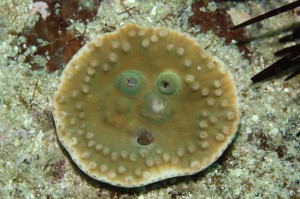 サンゴの顔